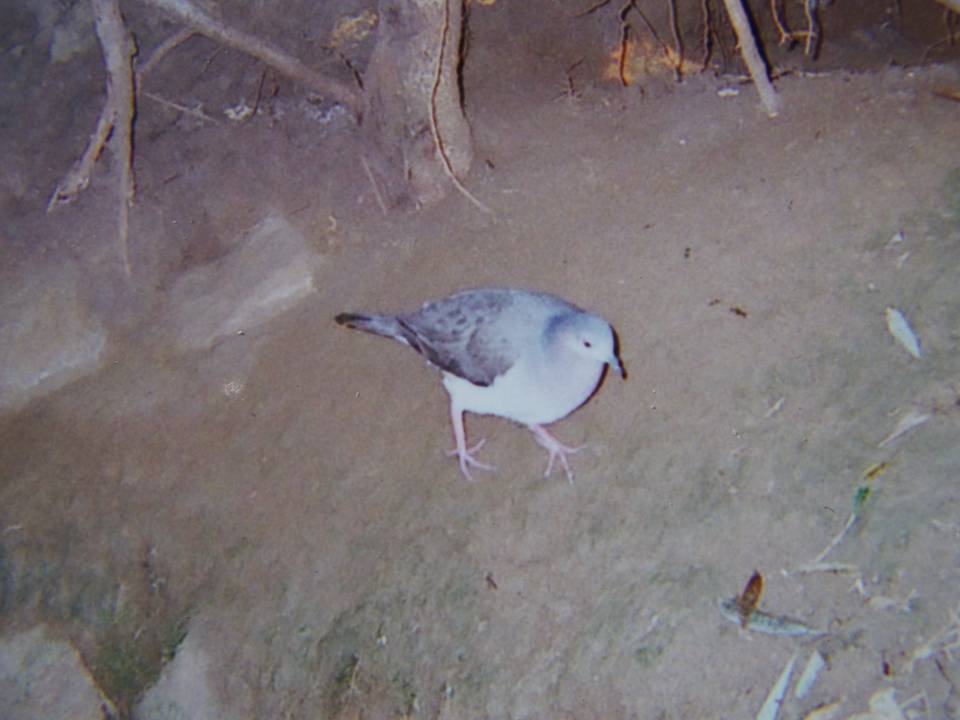 FIGURE 1 FIGURE 1
